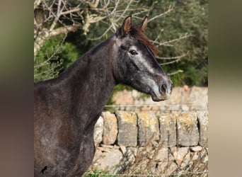 Andaluso, Giumenta, 4 Anni, 154 cm, Grigio