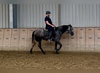 Andaluso, Giumenta, 4 Anni, 155 cm, Leardo