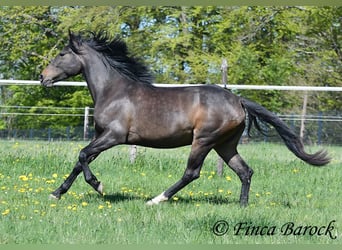 Andaluso, Giumenta, 4 Anni, 156 cm, Baio nero