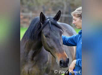 Andaluso, Giumenta, 4 Anni, 156 cm, Baio nero