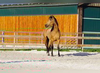 Andaluso, Giumenta, 4 Anni, 156 cm, Falbo