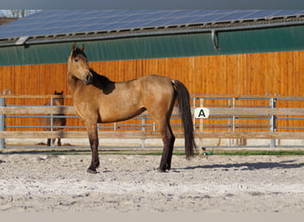 Andaluso, Giumenta, 4 Anni, 156 cm, Falbo