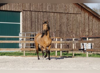Andaluso, Giumenta, 4 Anni, 156 cm, Falbo
