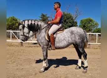 Andaluso, Giumenta, 4 Anni, 156 cm, Grigio pezzato