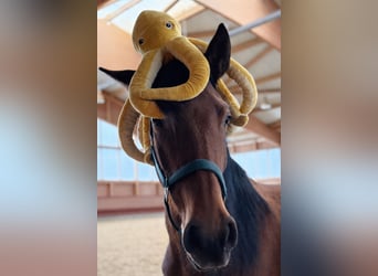 Andaluso, Giumenta, 4 Anni, 157 cm, Baio