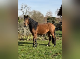 Andaluso, Giumenta, 4 Anni, 157 cm, Baio