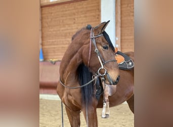 Andaluso, Giumenta, 4 Anni, 157 cm, Baio