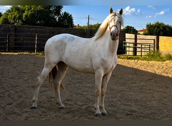 Andaluso, Giumenta, 4 Anni, 157 cm, Cremello