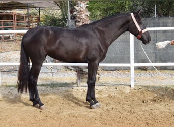 Andaluso, Giumenta, 4 Anni, 157 cm, Morello