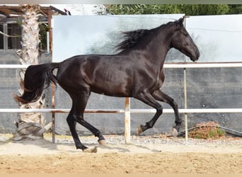 Andaluso, Giumenta, 4 Anni, 157 cm, Morello