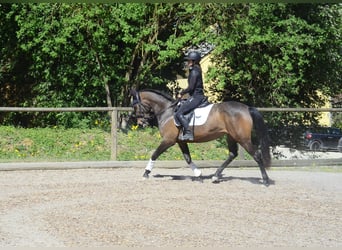 Andaluso, Giumenta, 4 Anni, 158 cm, Baio scuro