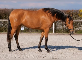Andaluso, Giumenta, 4 Anni, 158 cm, Falbo