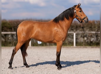 Andaluso, Giumenta, 4 Anni, 158 cm, Falbo