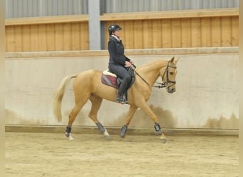 Andaluso, Giumenta, 4 Anni, 158 cm, Palomino