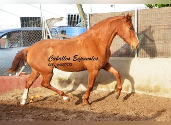 Andaluso, Giumenta, 4 Anni, 160 cm, Sauro
