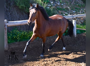 Andaluso Mix, Giumenta, 4 Anni, 161 cm, Baio