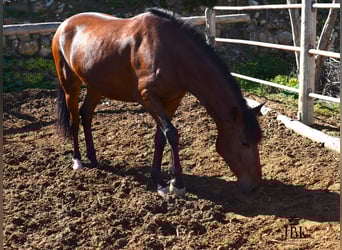 Andaluso Mix, Giumenta, 4 Anni, 161 cm, Baio