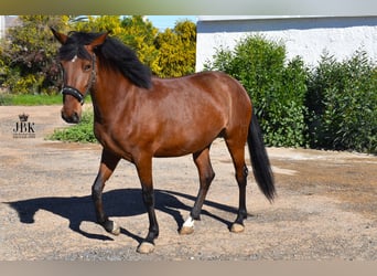 Andaluso Mix, Giumenta, 4 Anni, 161 cm, Baio