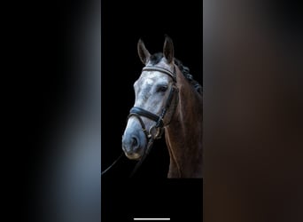 Andaluso, Giumenta, 4 Anni, 161 cm, Grigio