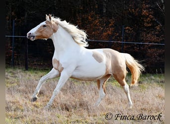 Andaluso Mix, Giumenta, 4 Anni, 161 cm, Pezzato