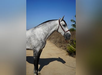 Andaluso, Giumenta, 4 Anni, 163 cm, Grigio