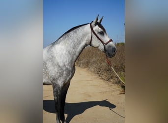 Andaluso, Giumenta, 4 Anni, 163 cm, Grigio