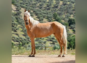 Andaluso, Giumenta, 4 Anni, 163 cm, Palomino