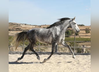 Andaluso, Giumenta, 4 Anni, 164 cm, Grigio