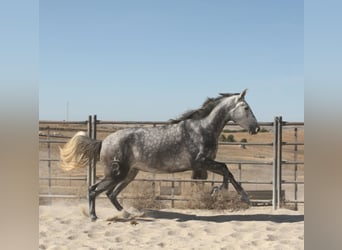 Andaluso, Giumenta, 4 Anni, 164 cm, Grigio