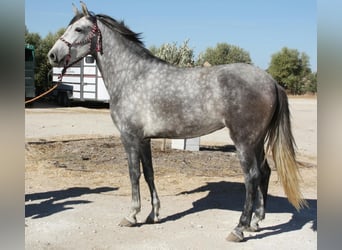 Andaluso, Giumenta, 4 Anni, 164 cm, Grigio
