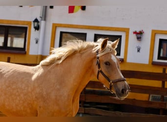 Andaluso, Giumenta, 4 Anni, 164 cm, Palomino