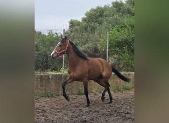 Andaluso, Giumenta, 4 Anni, 165 cm, Baio