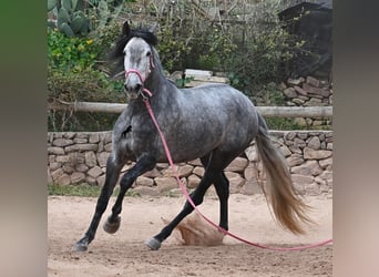 Andaluso, Giumenta, 4 Anni, 170 cm, Grigio