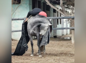 Andaluso, Giumenta, 5 Anni, 149 cm, Grigio