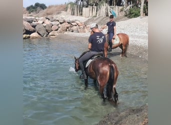 Andaluso, Giumenta, 5 Anni, 150 cm, Baio