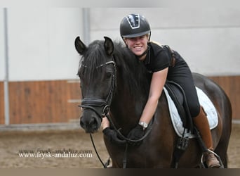 Andaluso, Giumenta, 5 Anni, 150 cm, Morello
