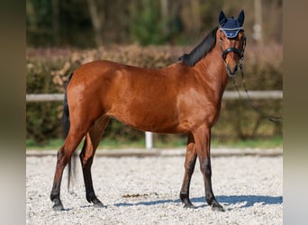 Andaluso, Giumenta, 5 Anni, 152 cm, Baio