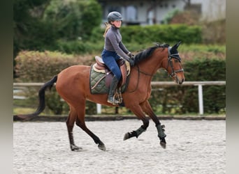 Andaluso, Giumenta, 5 Anni, 152 cm, Baio
