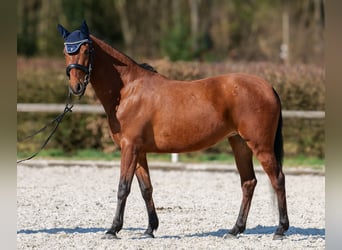 Andaluso, Giumenta, 5 Anni, 152 cm, Baio