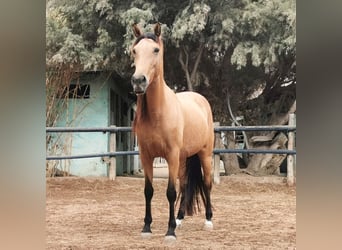 Andaluso, Giumenta, 5 Anni, 153 cm, Falbo