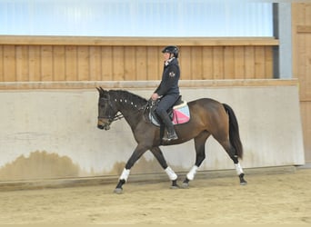 Andaluso, Giumenta, 5 Anni, 155 cm, Baio scuro