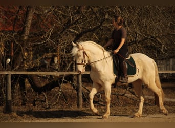 Andaluso, Giumenta, 5 Anni, 157 cm, Cremello