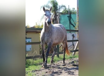 Andaluso, Giumenta, 5 Anni, 157 cm, Grigio