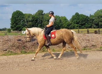 Andaluso Mix, Giumenta, 5 Anni, 157 cm, Palomino