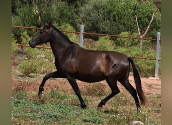 Andaluso, Giumenta, 5 Anni, 158 cm, Morello
