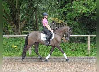 Andaluso, Giumenta, 5 Anni, 162 cm, Baio