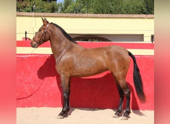 Andaluso, Giumenta, 5 Anni, Baio ciliegia