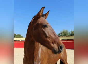 Andaluso, Giumenta, 5 Anni, Baio ciliegia