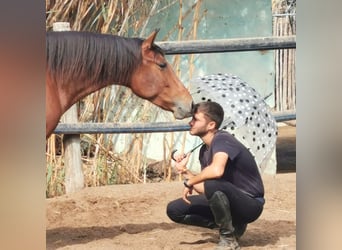 Andaluso, Giumenta, 6 Anni, 150 cm, Baio