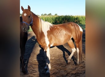 Andaluso, Giumenta, 6 Anni, 150 cm, Pezzato